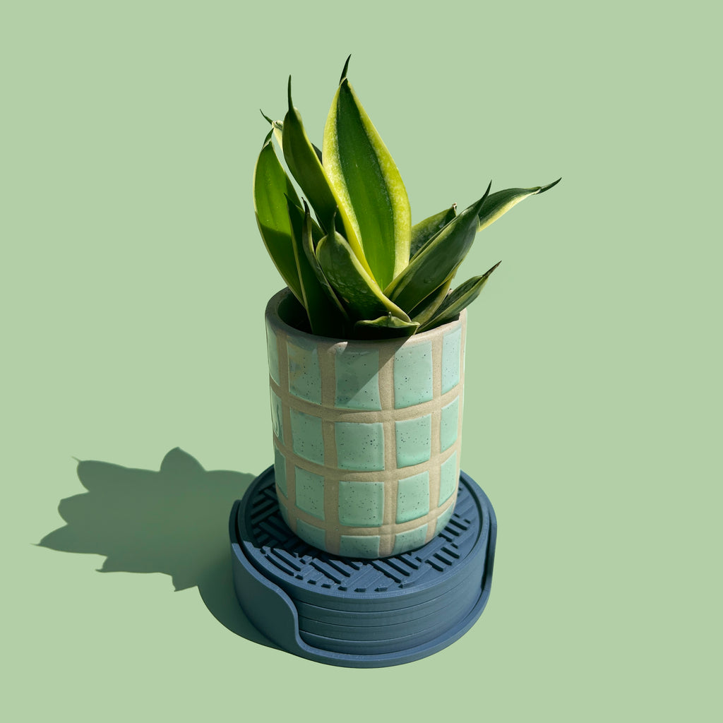 A potted plant with long, thin leaves sits on a blue circular tray against a green background.